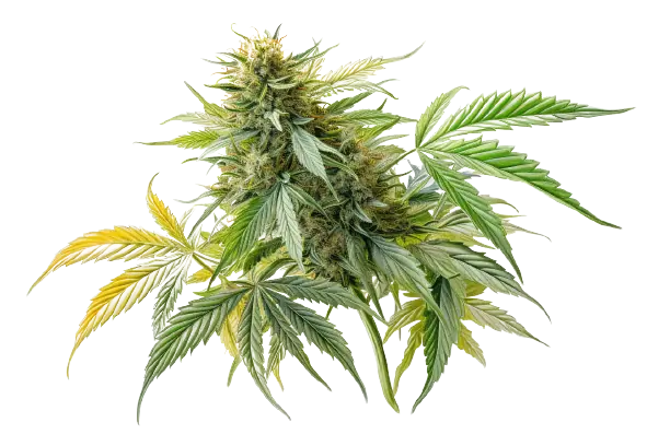 Eine Pflanze mit dem Namen Cannabis besitzt bunte Blüten, die man sehen kann.
