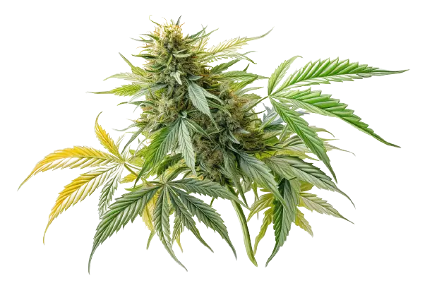 Eine Blüte und Blätter einer Pflanze, die als Cannabis bezeichnet wird, sind zu erkennen. Eine Pflanze mit dem Namen Cannabis besitzt bunte Blüten, die man sehen kann.